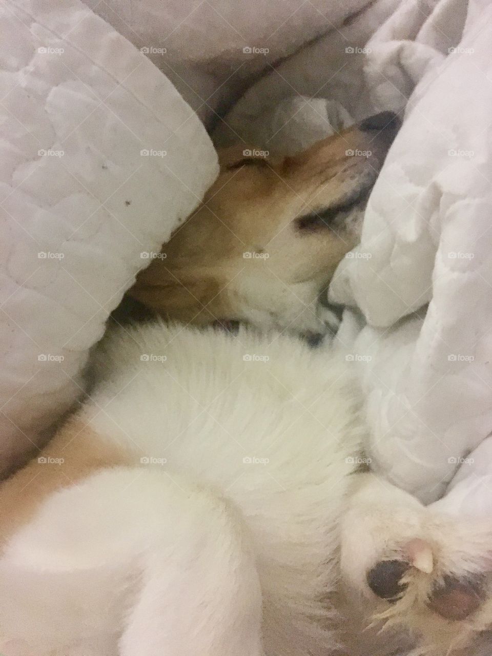 Corgi snuggling