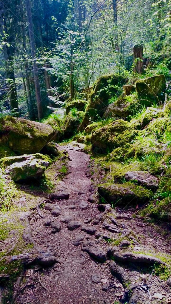 This is a mountain forest trail in the region of “Bavaria” known as the “Ringelai”. The different shades of green, soft moss and the gentle glow created by the afternoon sun make this a beautiful place worth remembering. 2023. Hypnotic Productions