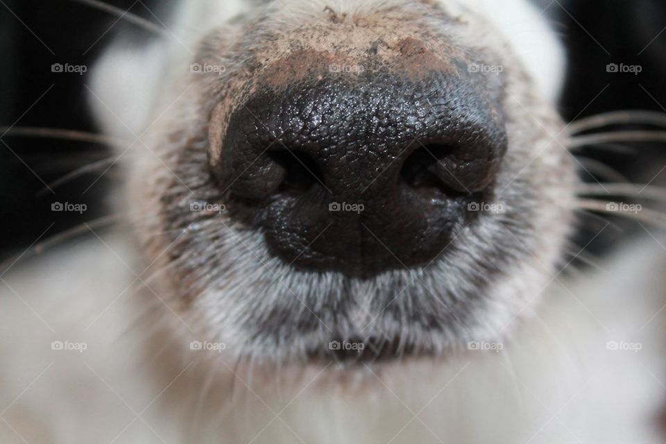 A dirty nose