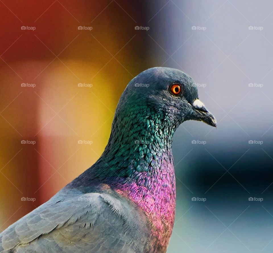 Bird photography - Dove portrait - Glowing neck 