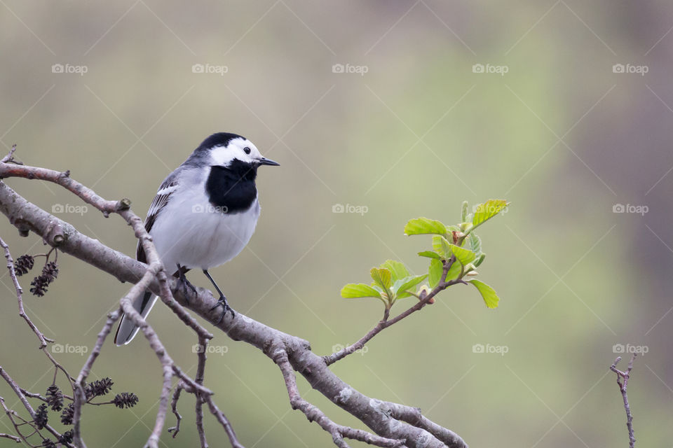 Beautiful white wagtail bird sitting on a tree branch in early spring 