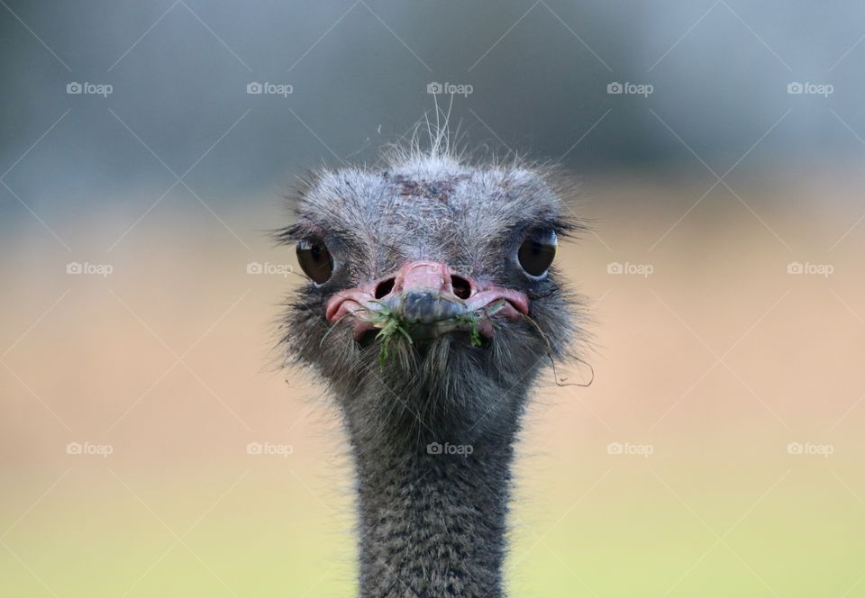 ostrich portrait 