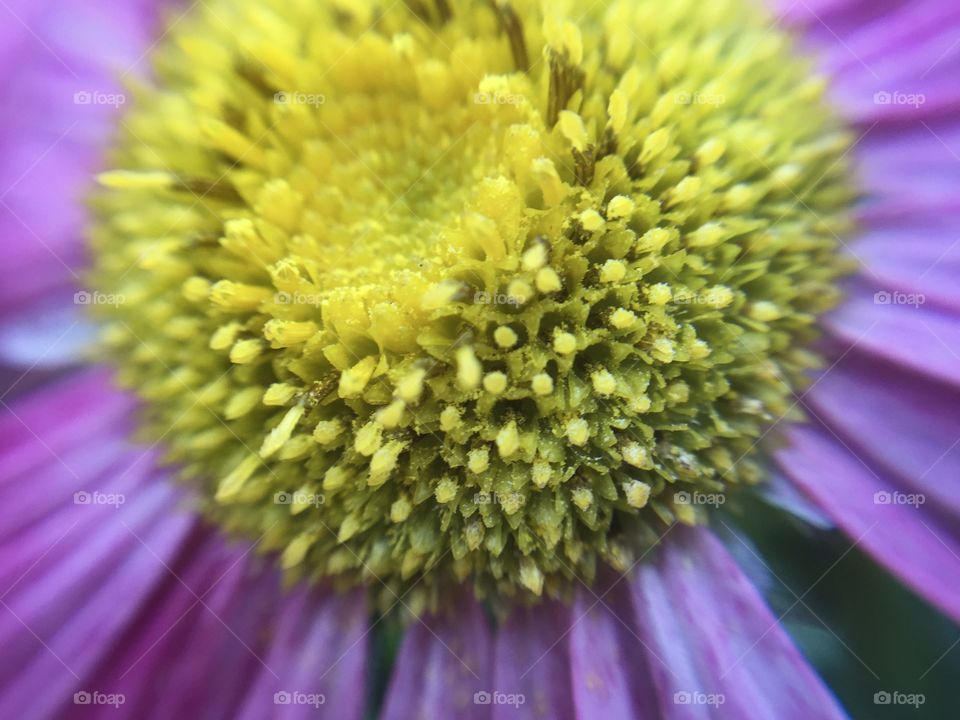 Beauty shade and texture of Pollen in flower