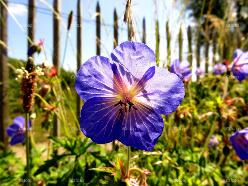 translucent flower