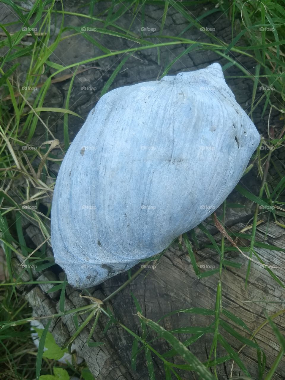 Tronco pasto y carocol