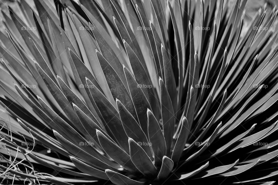 Black and white macro agave cactus