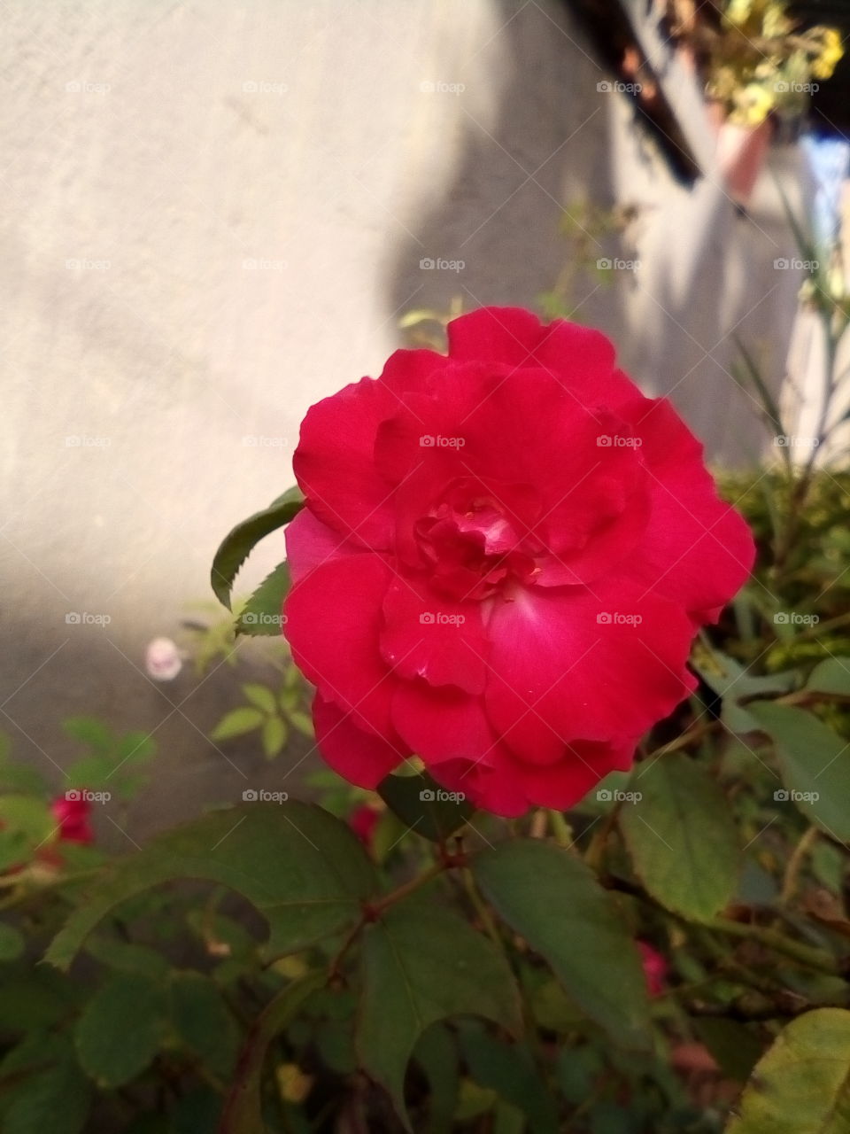 red rose