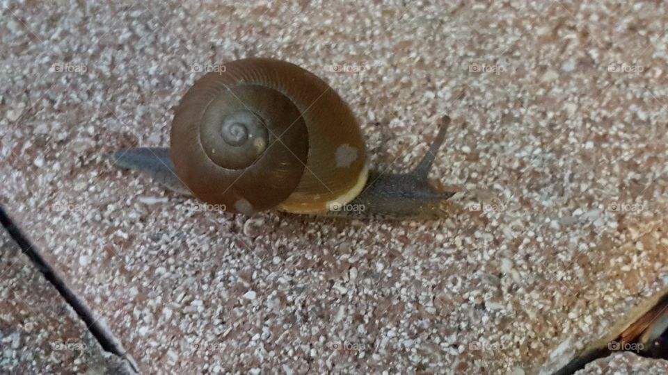 sidewalk snail