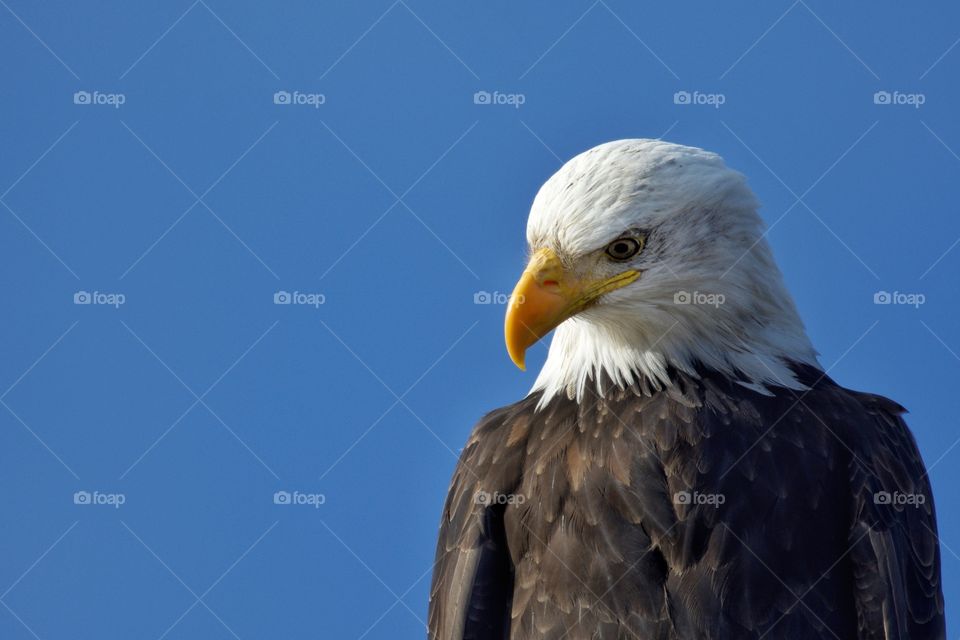 Questioning eagle
