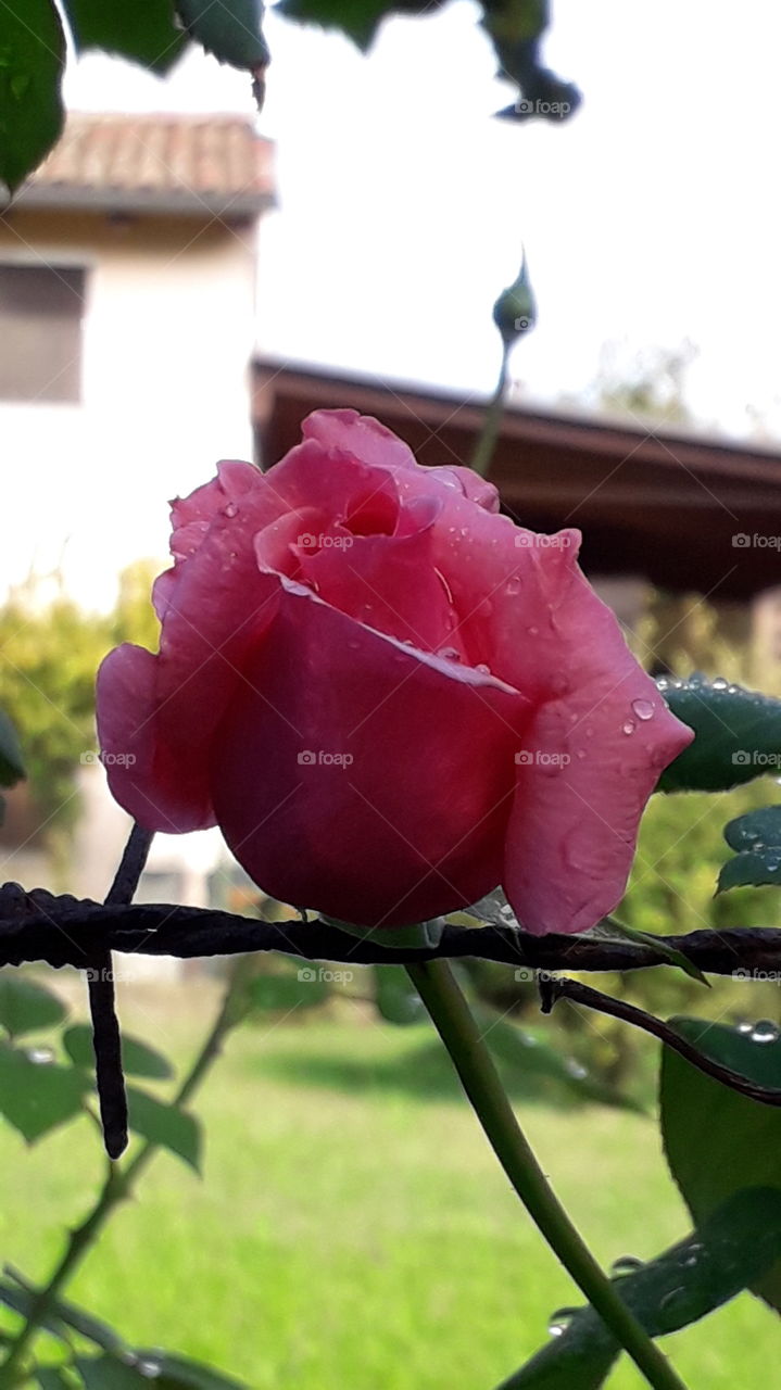raindrops on the pink rose