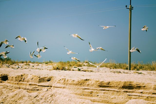 seagulls