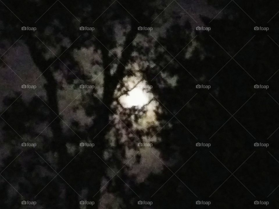 moonlight through trees