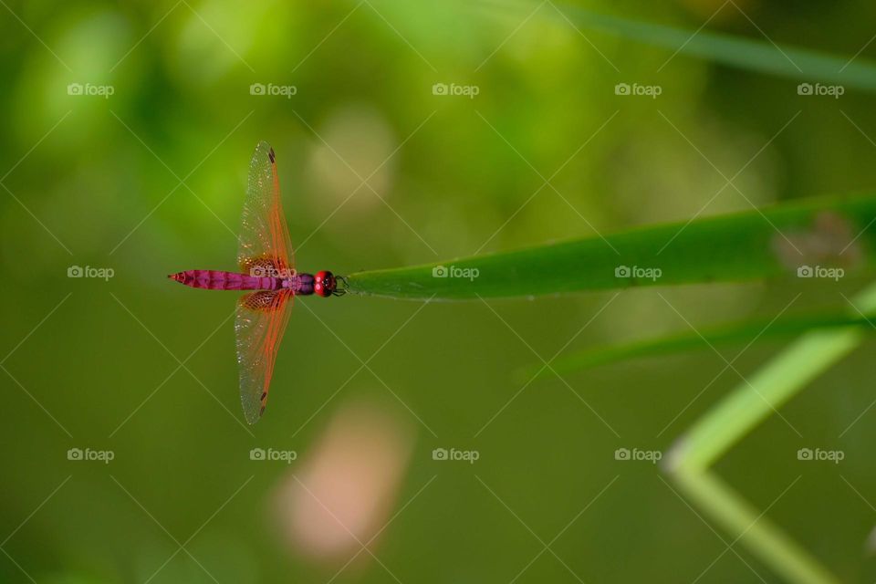 purple dragonfly