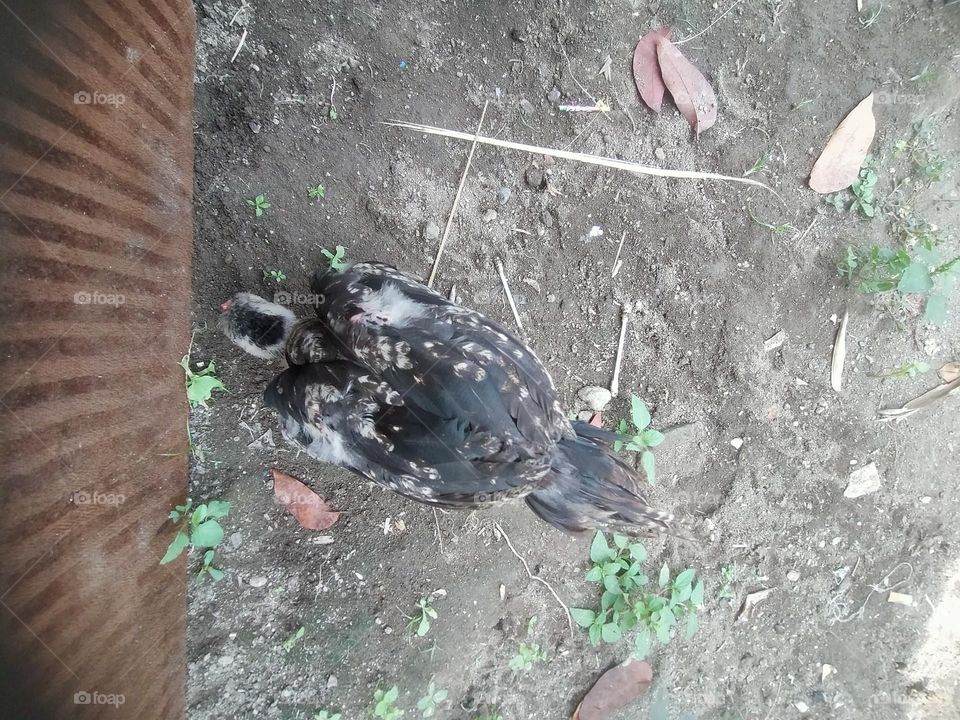 chicks looking for food