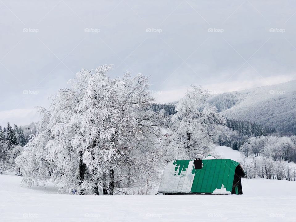 White and green 