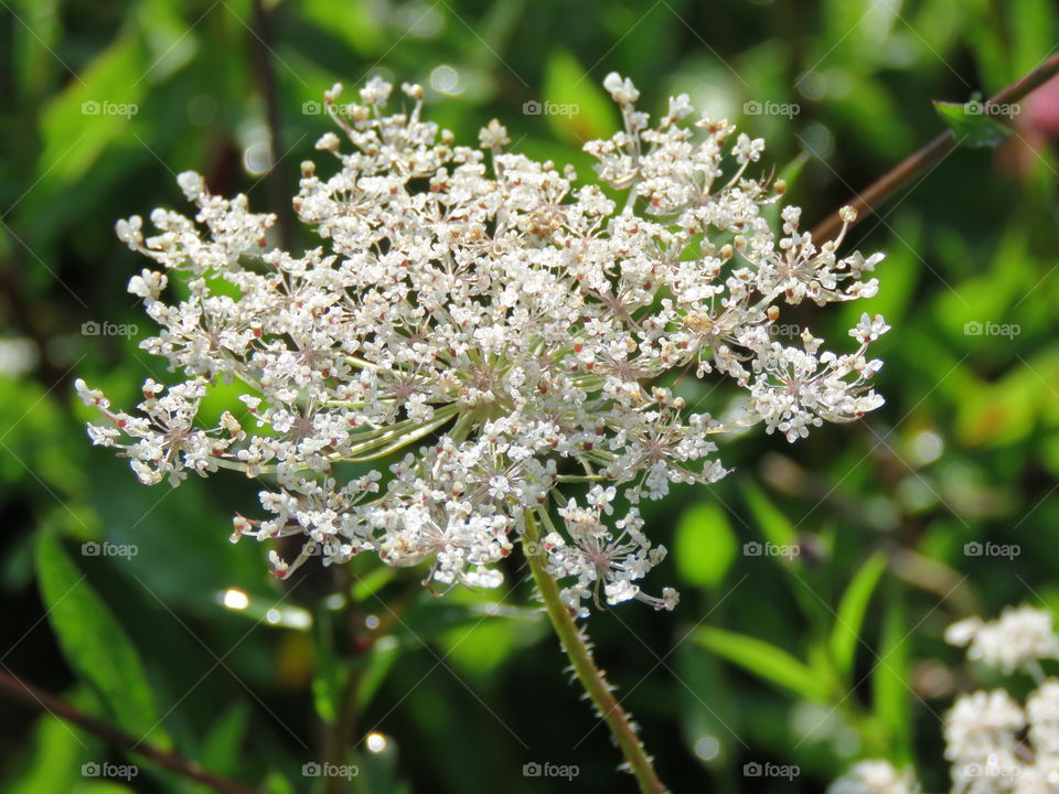 A Queen Anne's Lace flower in the morning sun.