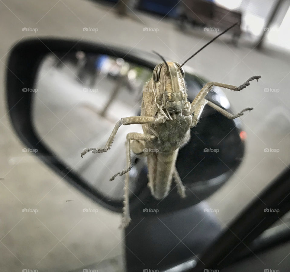 Grasshopper 