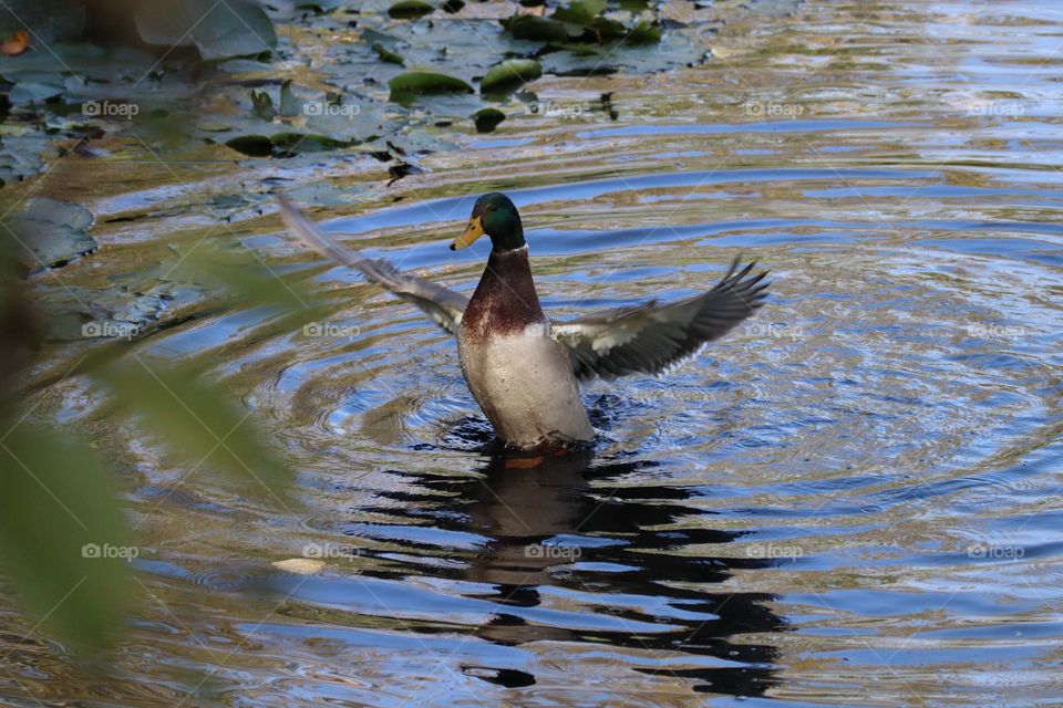 Stretching his wings, showing off in the pond