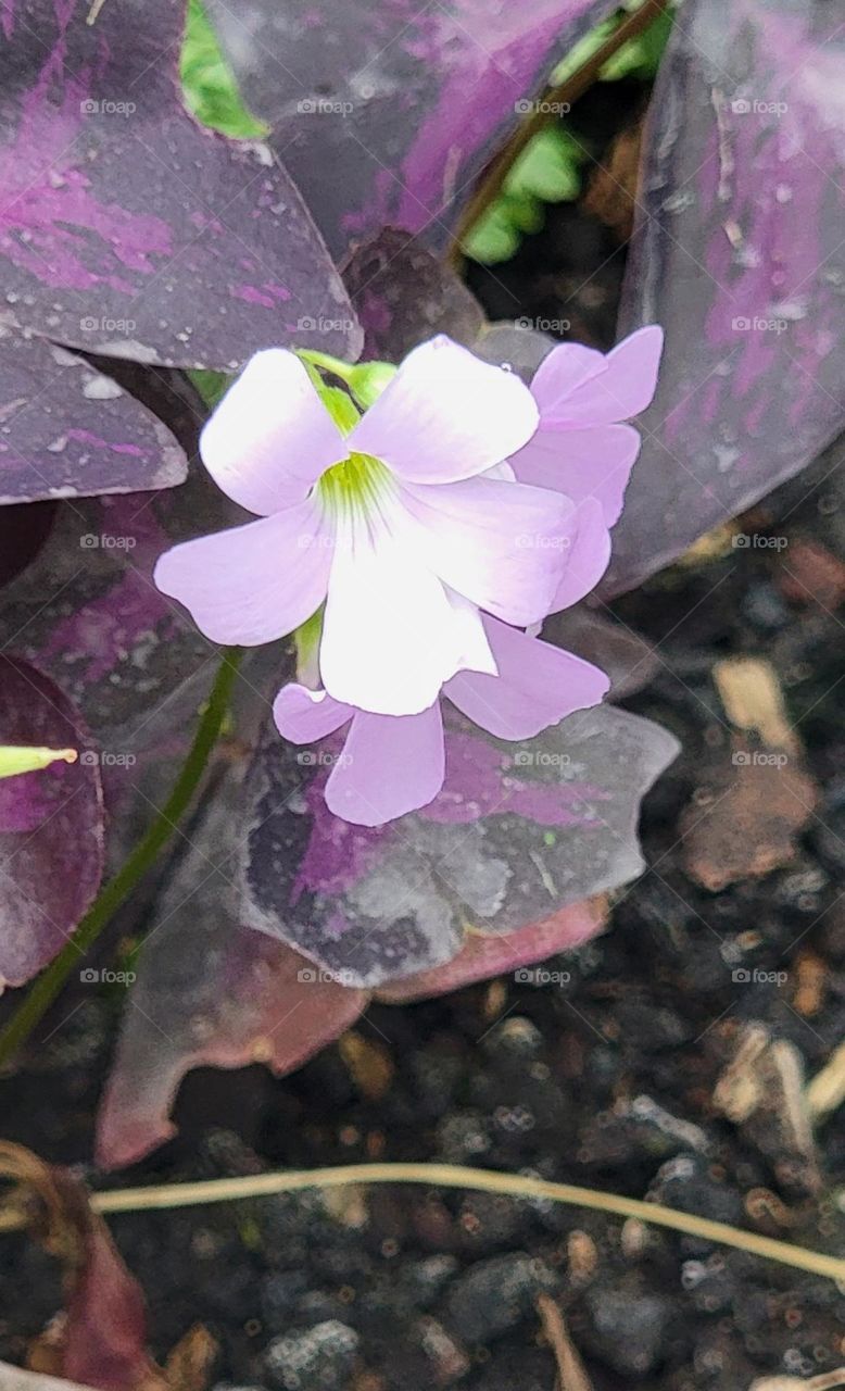 Mauve plant