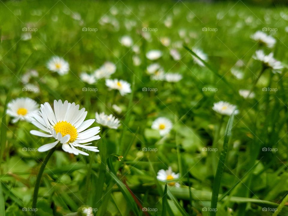 Field of wild white daisies, lush green grass and closeup of one happy Daisy in spring bloom