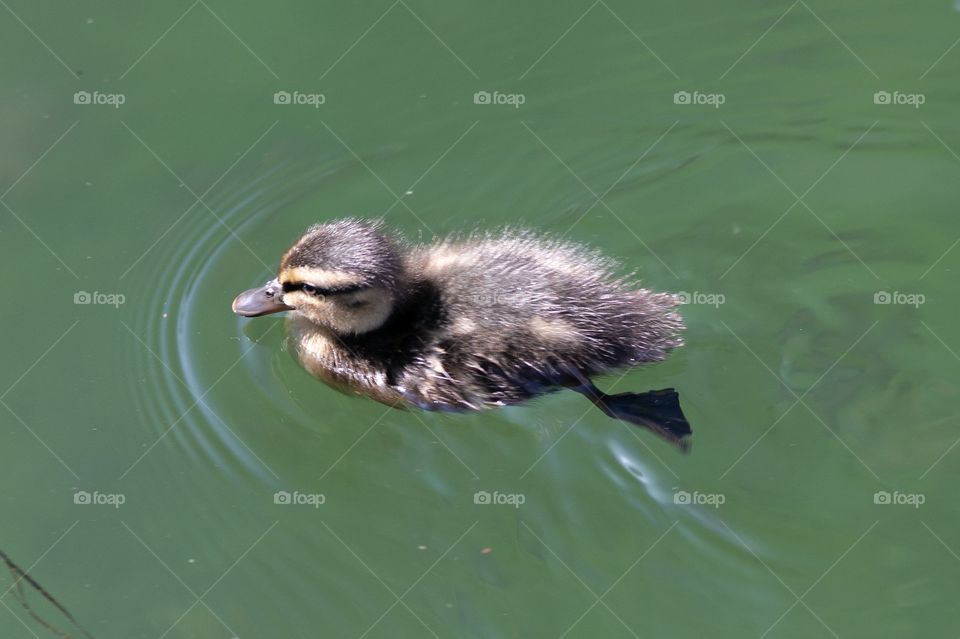 Duckling swimming in lake
