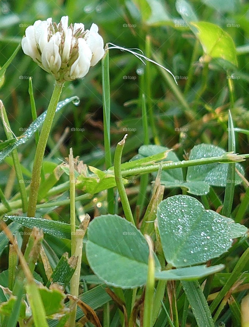 Dew in the morning