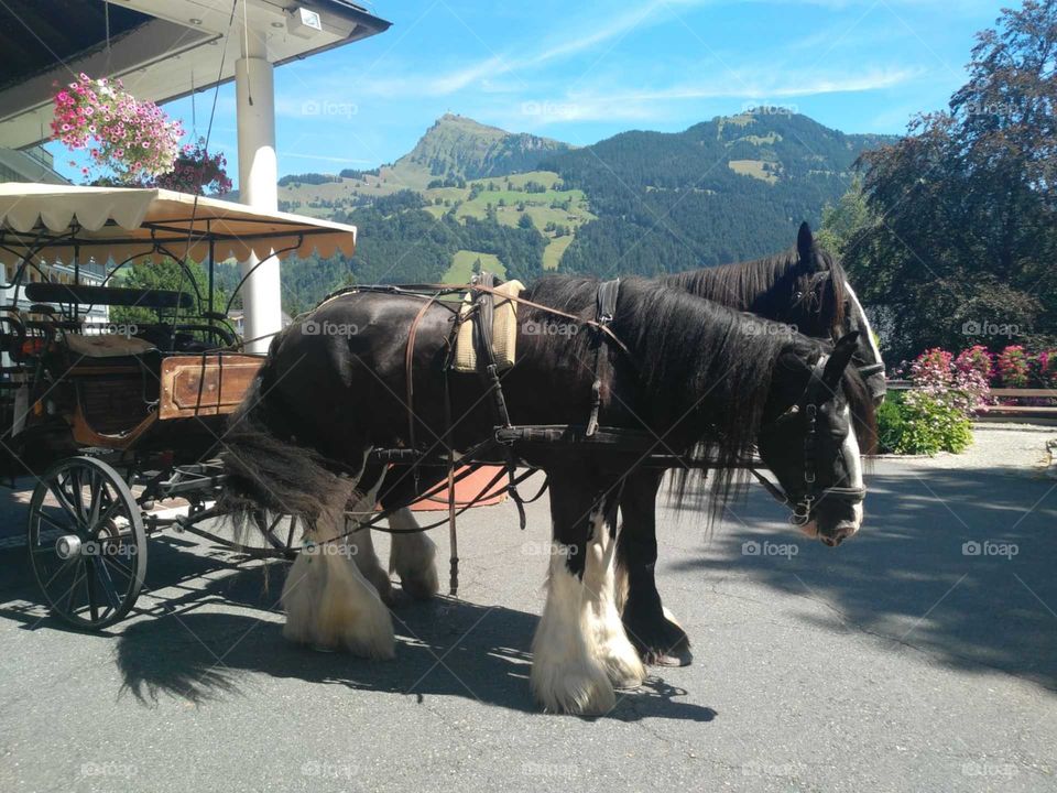 Pferde Kutsche
