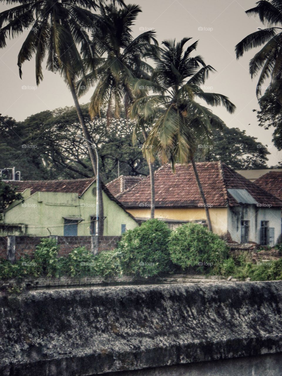 Houses and palm trees in Kerala 