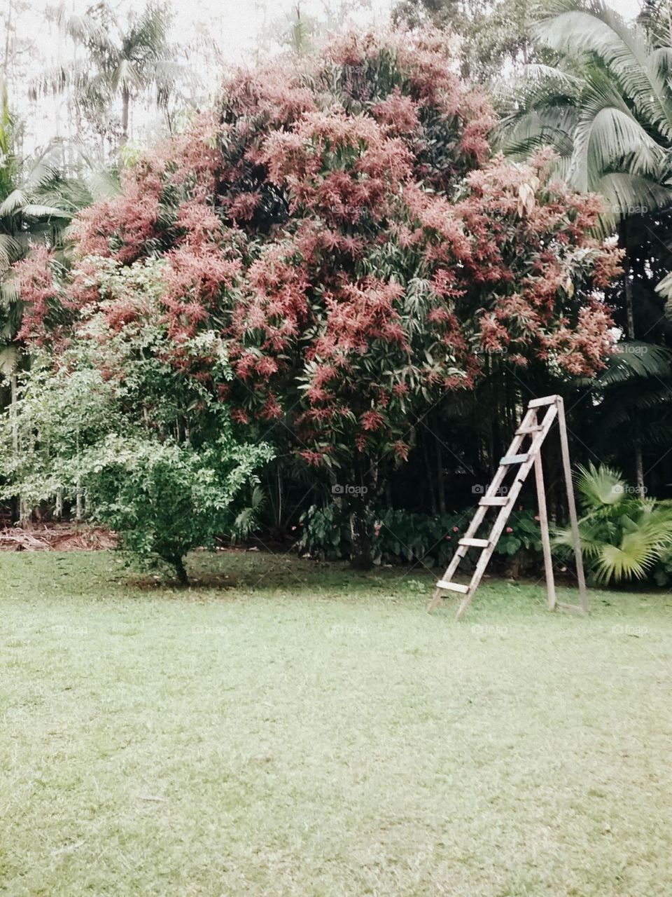 Um colorido de pequenas flores na arvore que encherá de suculentas mangas.