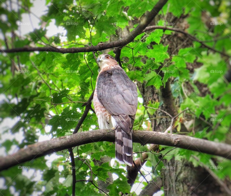 Mont Saint-Bruno park  - Falcon