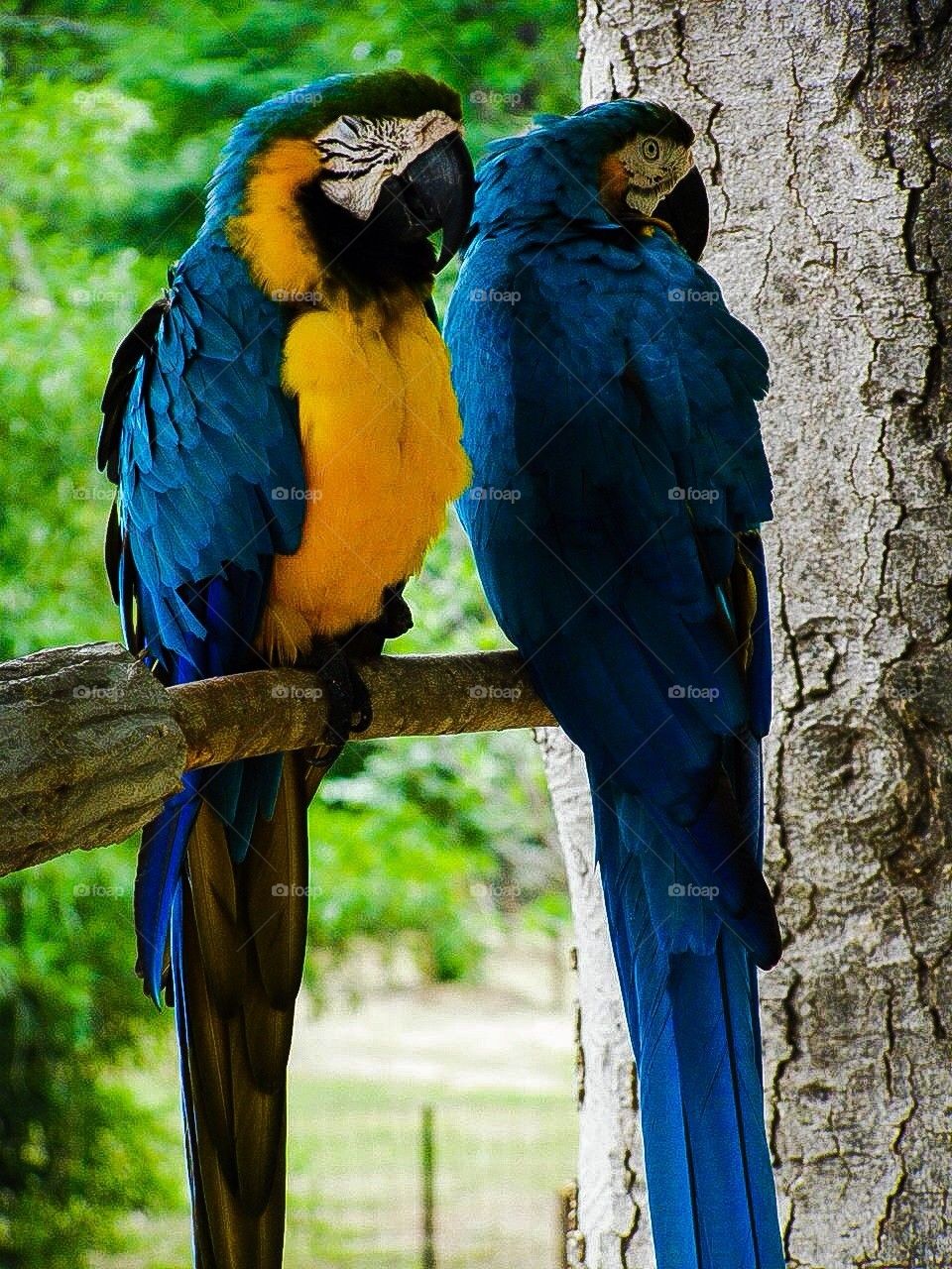 Pair of Parrots