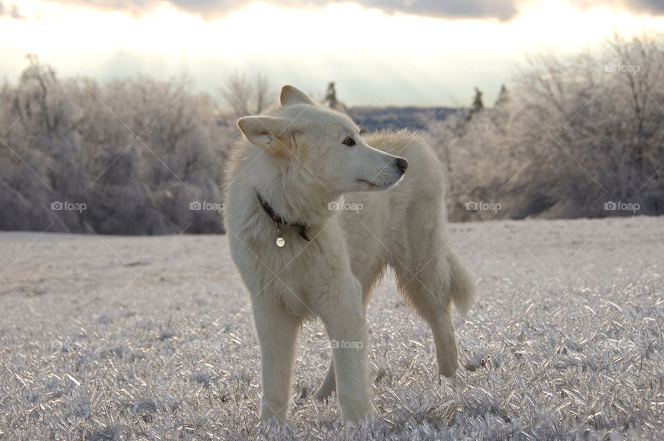 A Samoyed Shepherd wolf poses on a nice encased field after an ice