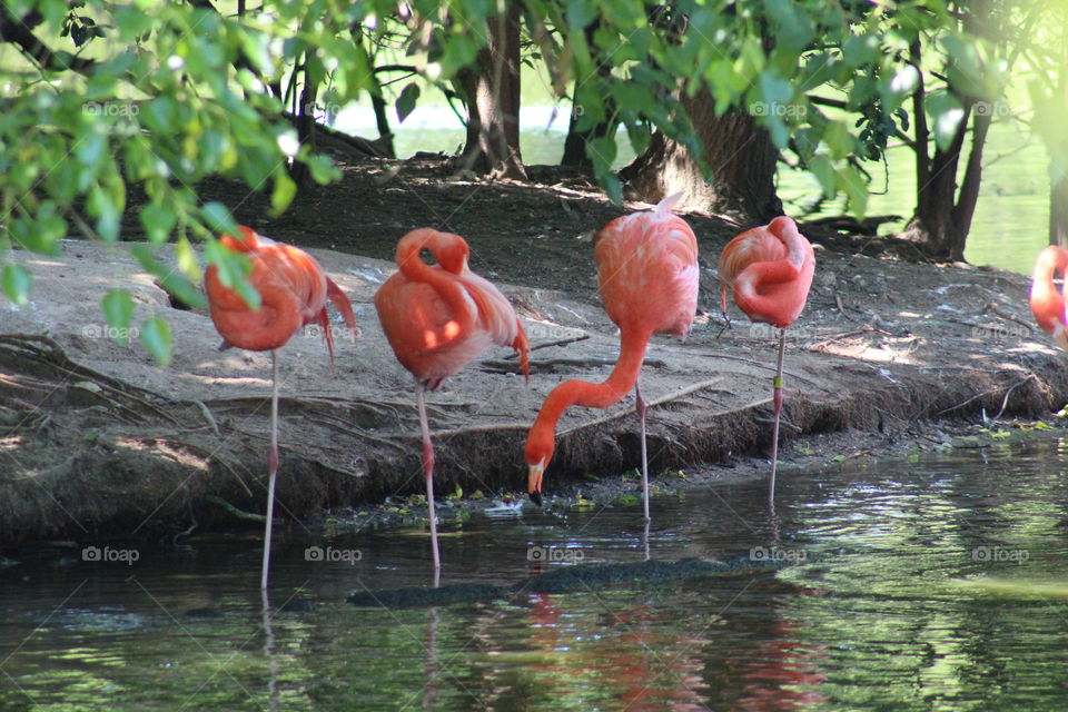 flamingos