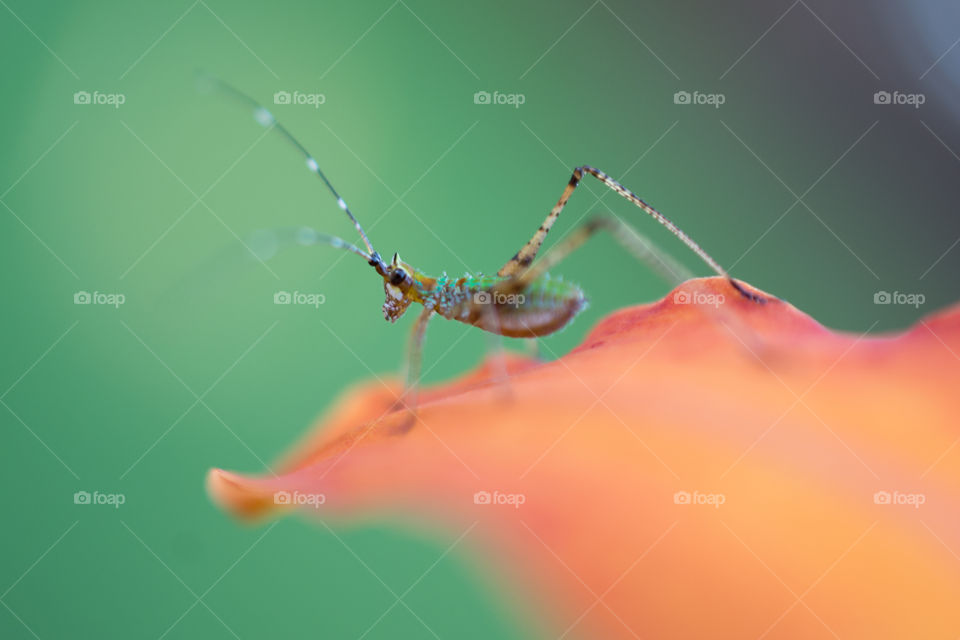 Baby Grasshopper on an Orange Lily Petal Macro Up Close 3