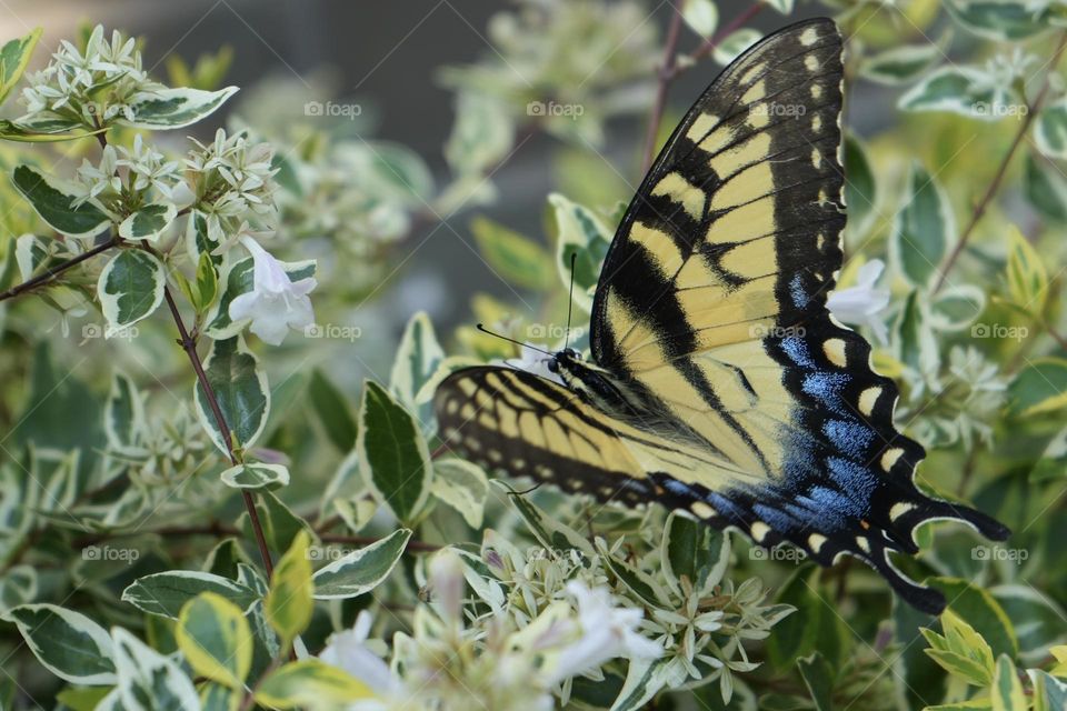 Beautiful butterfly 