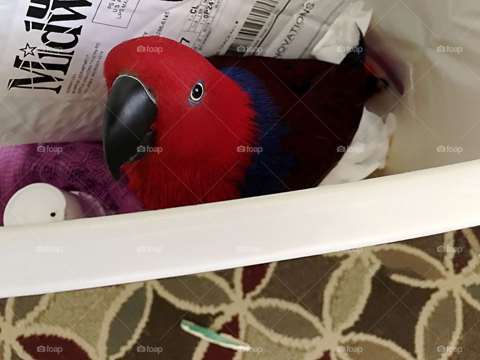 Sadie the red parrot