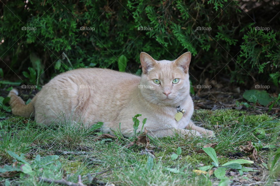 The queen of the backyard 