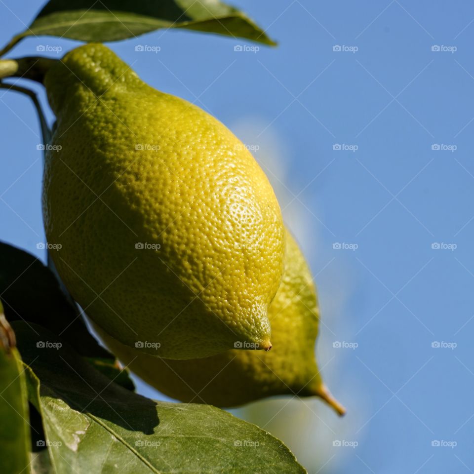 Lemon 