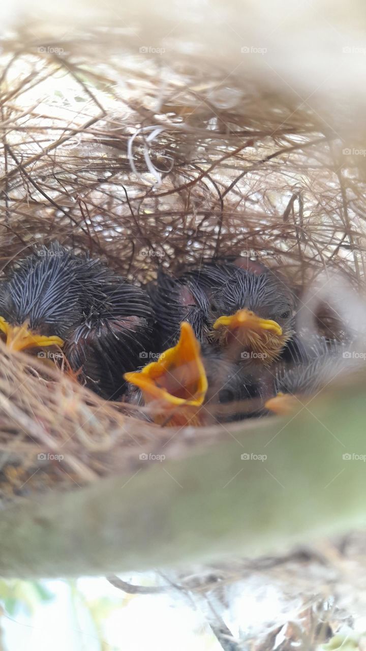 Where tiny hearts flutter and dreams take flight.