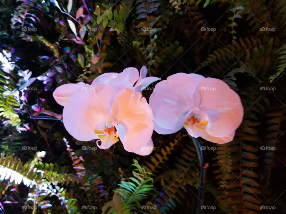 Orquídea natural