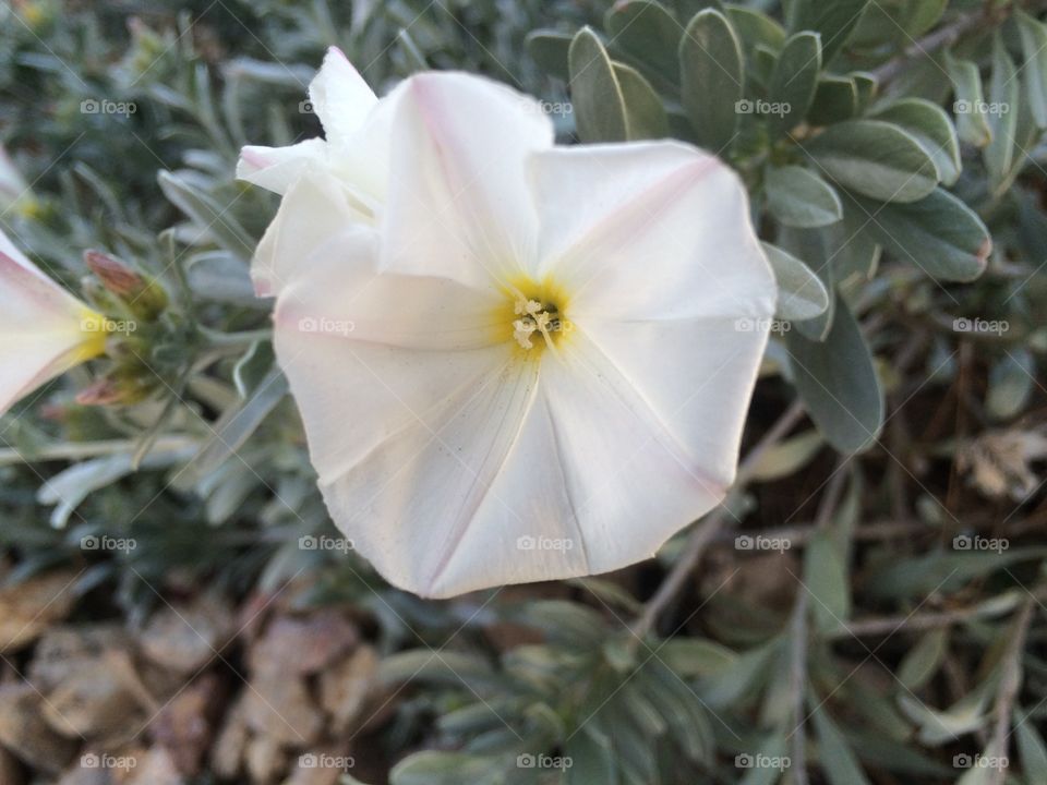 White flower shrubbery 