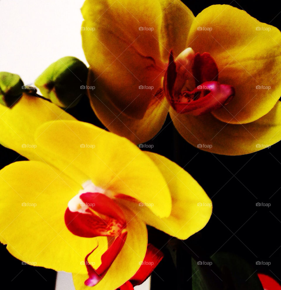 Yellow orchid