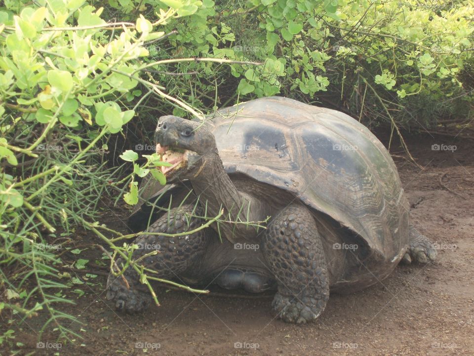 Tortoise eating