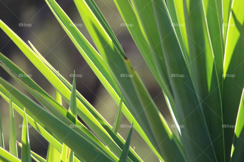 Sharp leaves of a yucca casting shadows