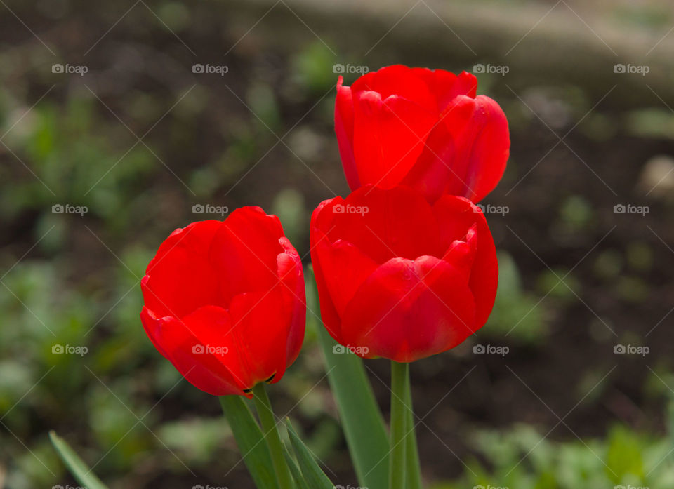 Tulips