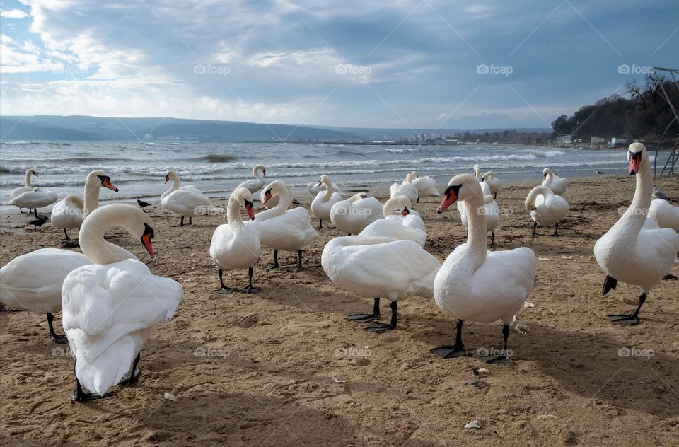Swans on the beach