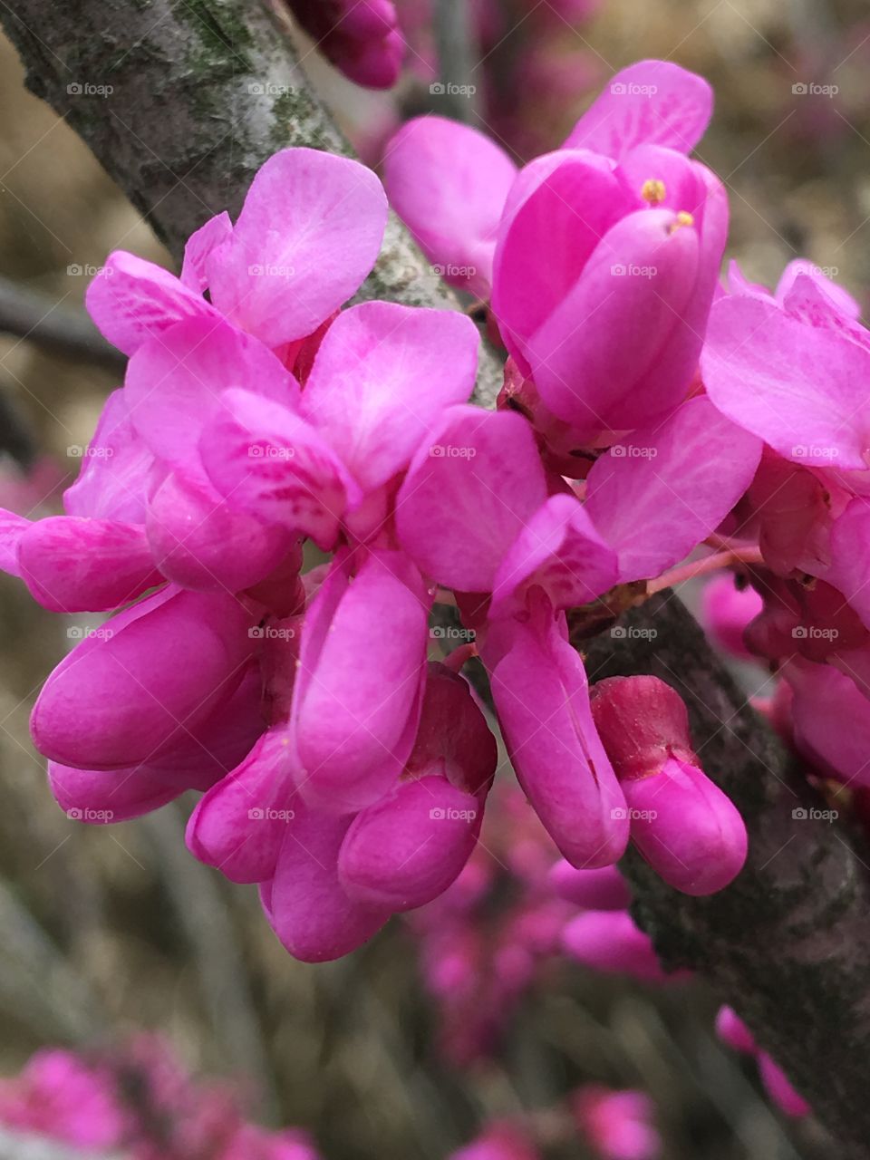 Beautiful blossom in the field 