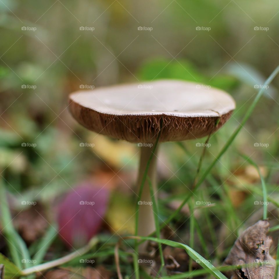 Mushroom in fall forest