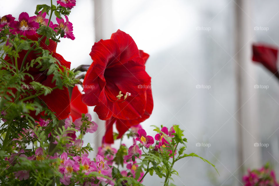 Large red flower in bright garden