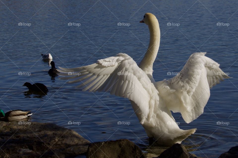 View of a swan wings open in morning sun